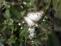 Day02 - 19 * Butterfly